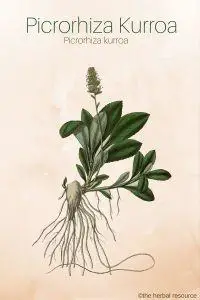 Picrorhiza Kurroa