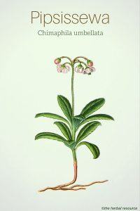 Pipsissewa (Chimaphila umbellata) - Illustration ©the herbal resource