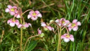 Pipsissewa Flowers