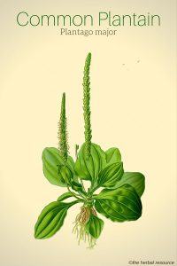 Plantain Plantago major