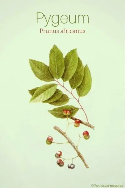 Pygeum Prunus africanus