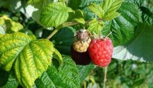 Raspberry herb