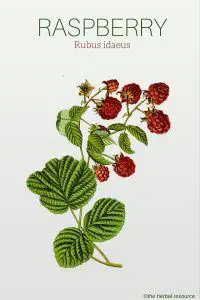 Raspberry Rubus idaeus