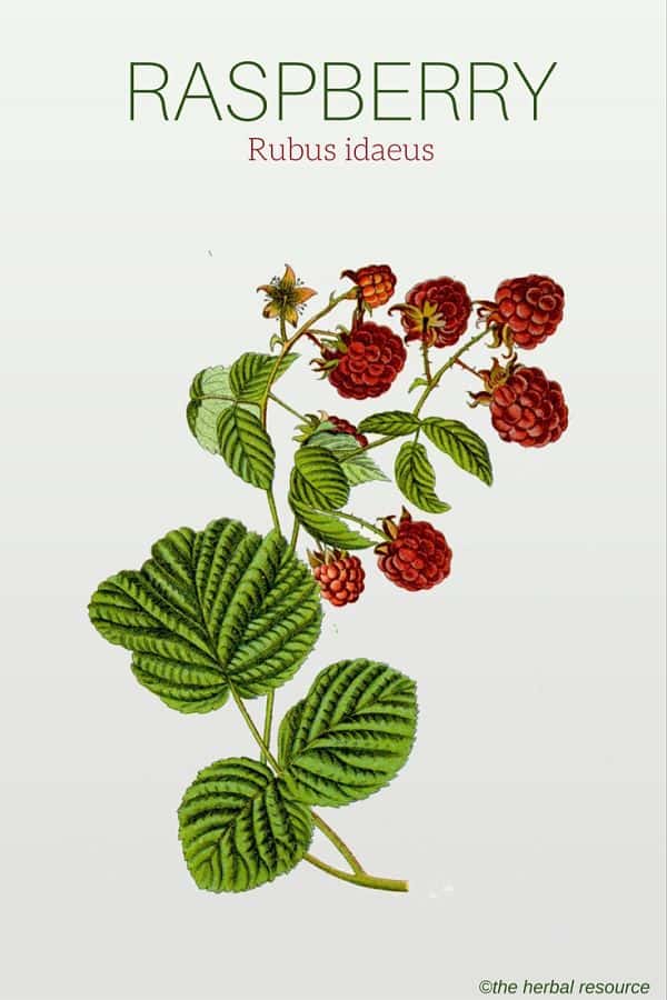 Rubus idaeus Raspberry Herb Uses Side Effects and Health Benefits