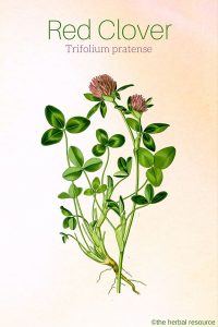 Red Clover Trifolium pratense