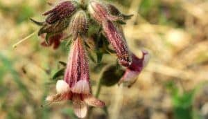 Rehmannia herb