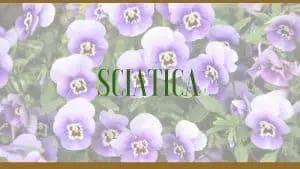 sciatica herbs