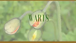 warts herbs