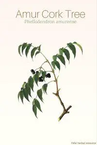 Amur Cork Tree Phellodendron amurense