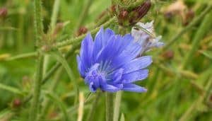 chicory herb