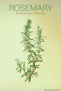 Rosemary Rosmarinus officinalis