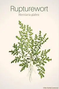 Rupturewort Herniaria glabra