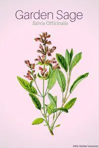 Garden or Common Sage (Salvia Officinalis)