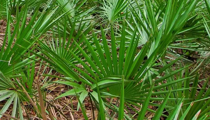 What is saw palmetto taken for?