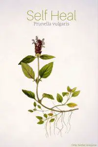 Self Heal Prunella vulgaris