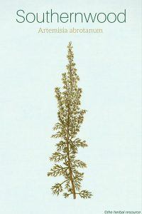 southernwood herb