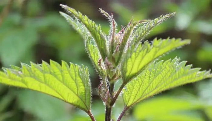 Stinging Nettle - Herbal Medicine