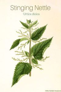 Stinging Nettle Urtica dioica