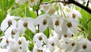Styrax benzoin herb