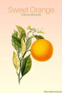 Sweet Orange Citrus sinensis