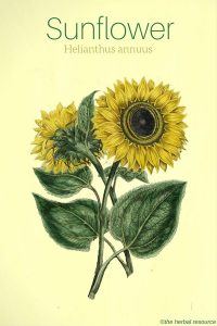 Sunflower Helianthus annuus