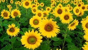 Sunflowers Herbal Medicine