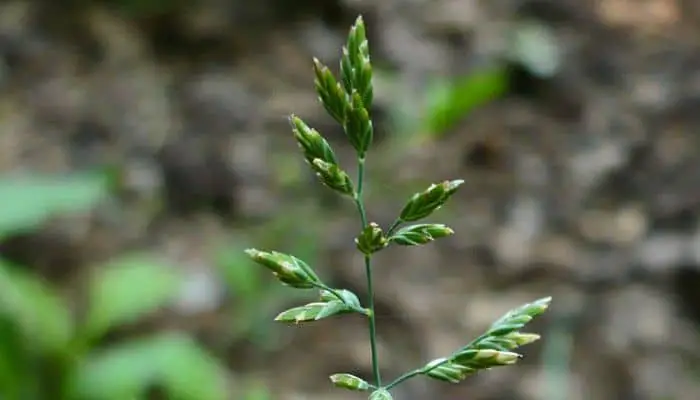 sweet grass herb