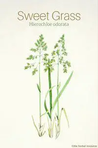 Sweet Grass Hierochloe odorata