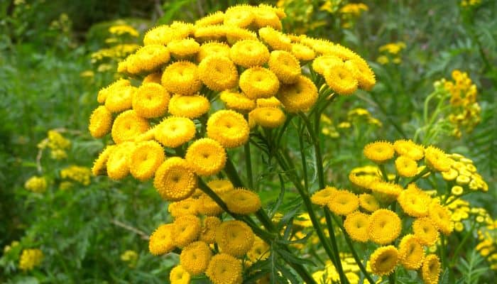 tansy benefits