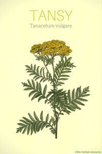 tansy herb Tanacetum vulgare