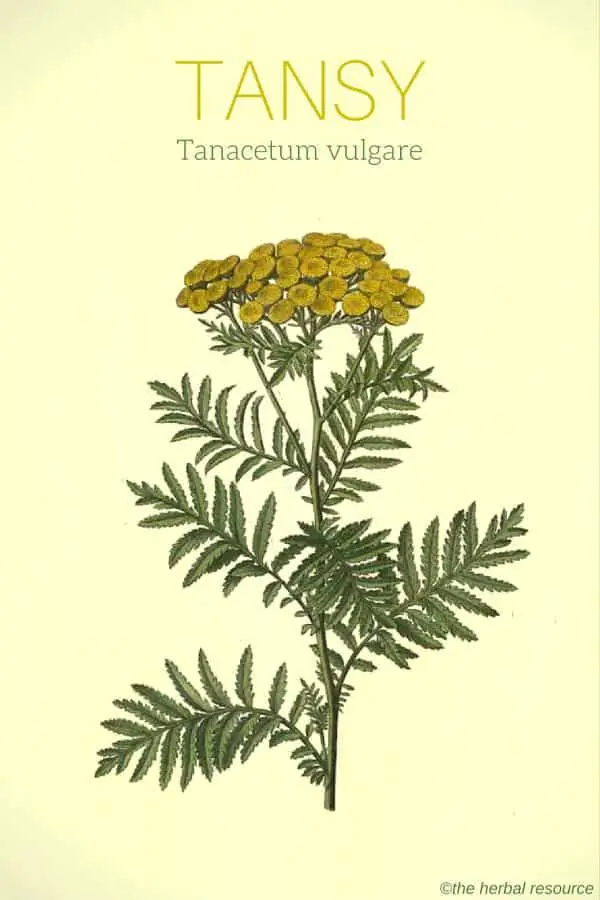 tansy herb Tanacetum vulgare