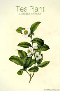 Tea Plant Camellia sinensis