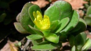 purslane herb