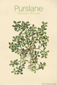 Purslane Portulaca oleracea