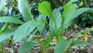 turmeric herb