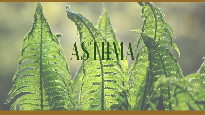 asthma herbal remedies
