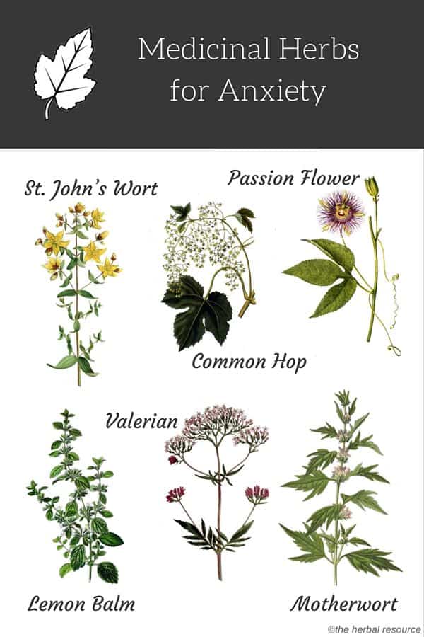 herbs for anxiety