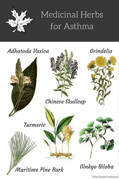herbs for asthma