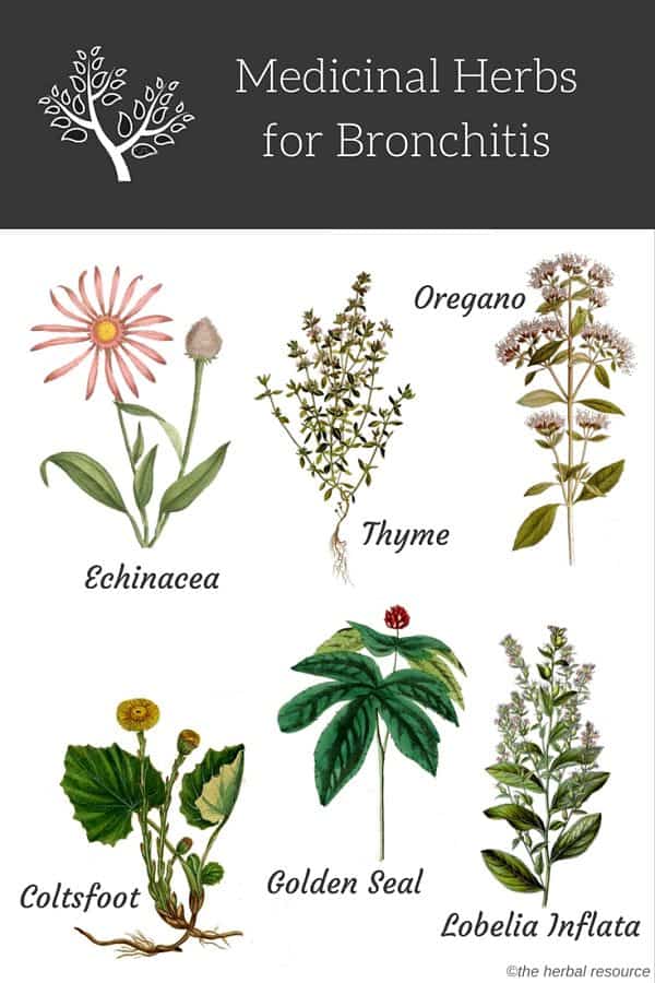 bronchitis herbs