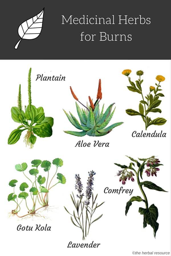 herb burns