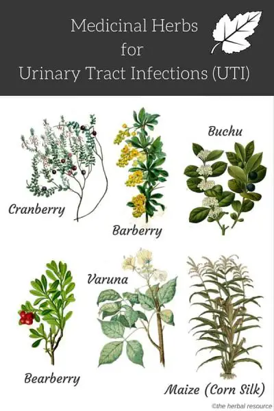 herbs for urinary tract infections