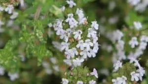 thyme herb flowers