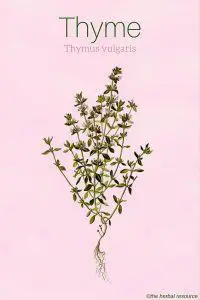 Thyme Thymus vulgaris