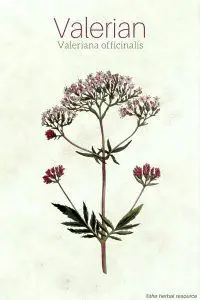 valerian herb valeriana officinalis