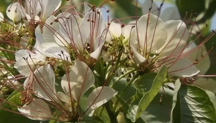 Varuna Flowers