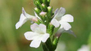 vervain herb