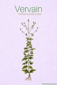 Vervain Verbena officinalis