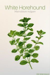 White Horehound Marrubium vulgare