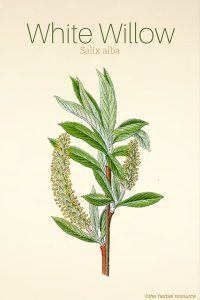 White Willow Salix alba