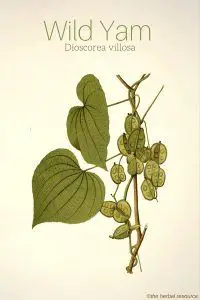 Wild Yam Dioscorea villosa